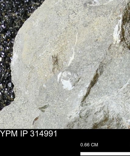 undet. Mollusca