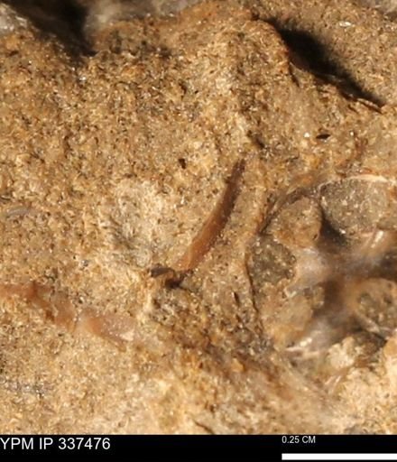 undet. Bivalvia