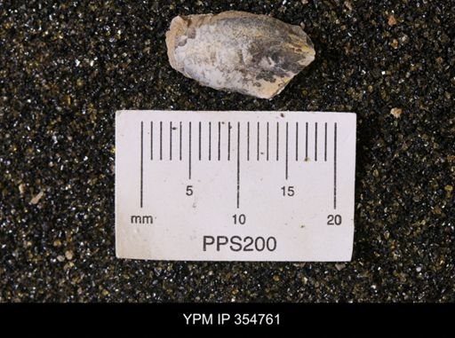 Pseudoptera subtortuosa