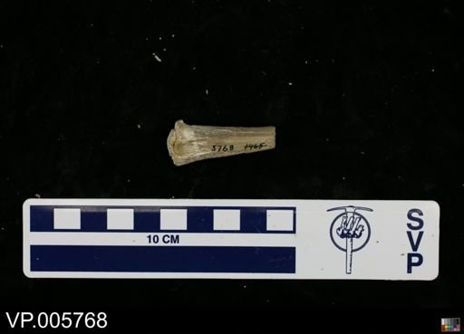 Baptornis advenus