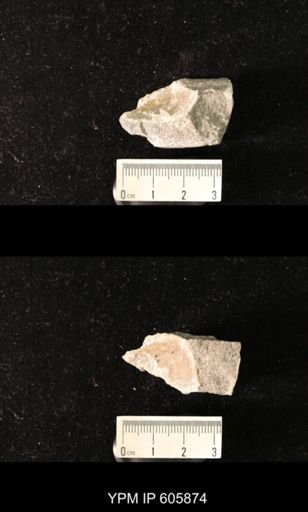 Productus semireticulatus