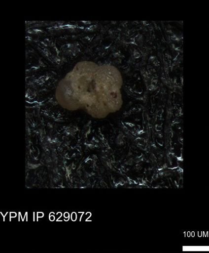 undet. Globigerinina