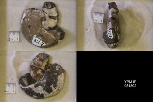 Hoploscaphites nicolletii