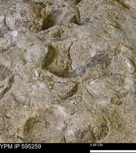 Protocardia sp.