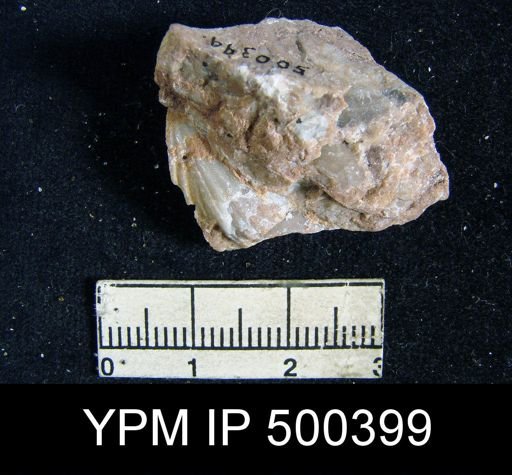 undet. Spiriferoidea