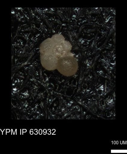 undet. Rugoglobigerinidae