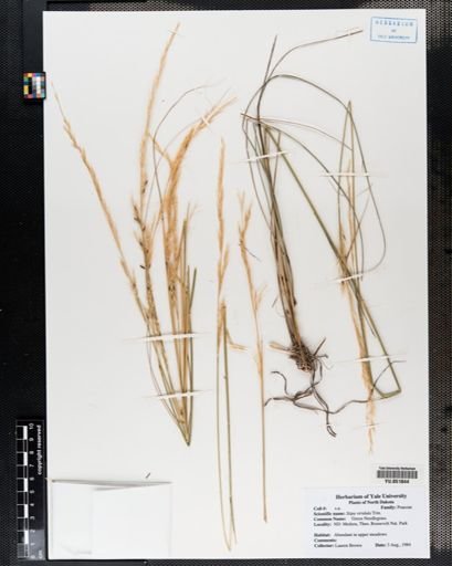 Stipa viridula