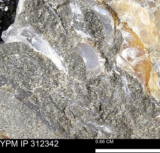 undet. Bivalvia