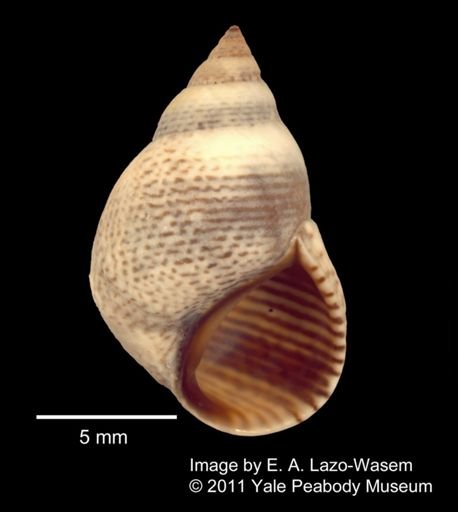 Littorina pinctado