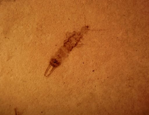 undet. Dermaptera