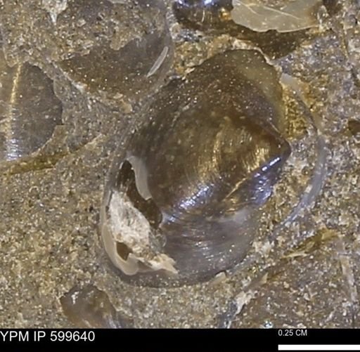 Protocardia subquadrata