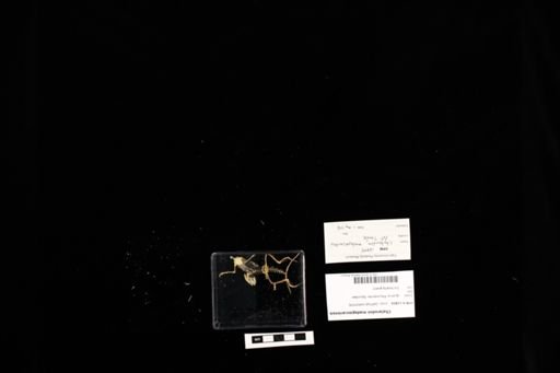 Chalarodon madagascariensis