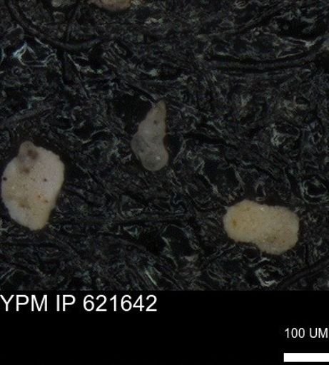 undet. Heterohelicidae