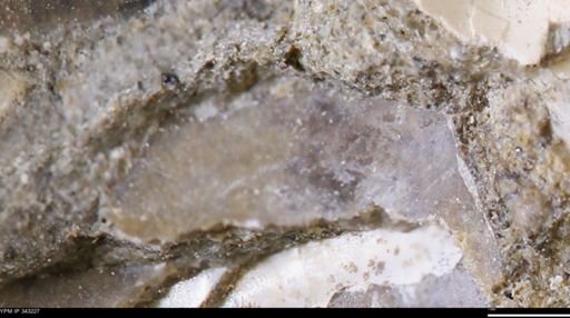 undet. Bivalvia