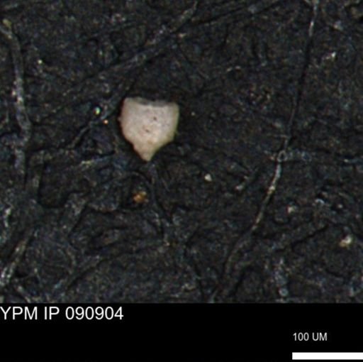 Clathrocyclas (Clathrocyclas) irrasa