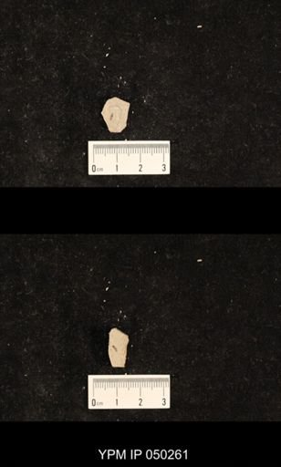 undet. Hexapoda
