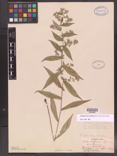 Symphyotrichum lateriflorum