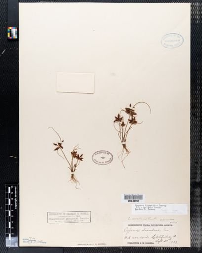 Cyperus diandrus