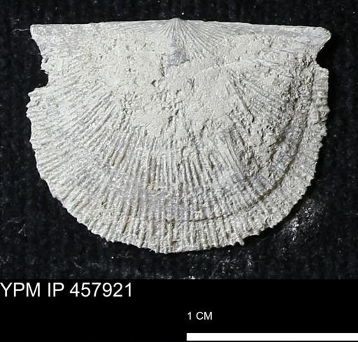 Strophodonta sp.