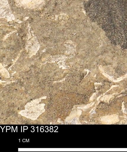 undet. Mollusca