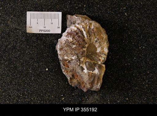 Hoploscaphites sp.