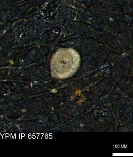 Spirolocammina subcircularis