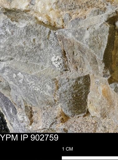 undet. Mollusca
