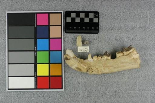 Hyaenodon cruentus