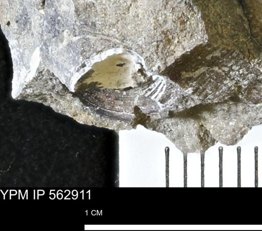 undet. Bivalvia