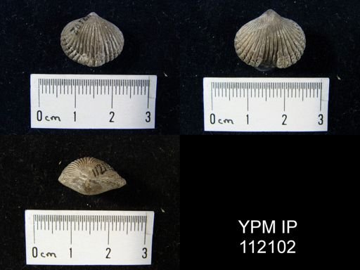 Rhynchonella burealis