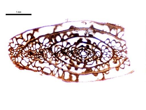 Triticites beedei