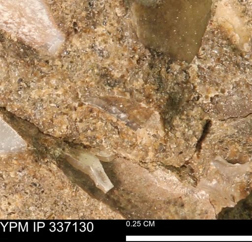 undet. Mollusca
