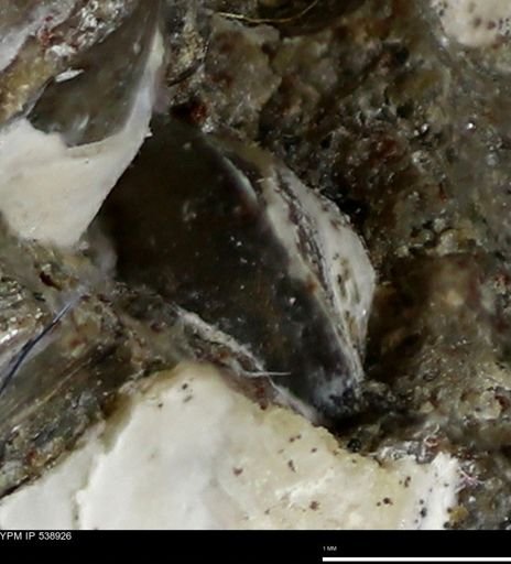 Corbulamella gregaria