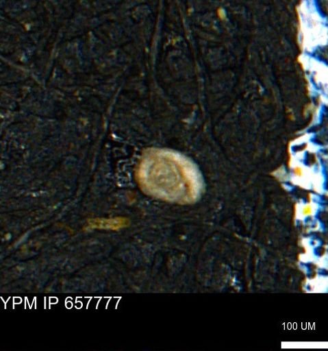 Spirolocammina subcircularis