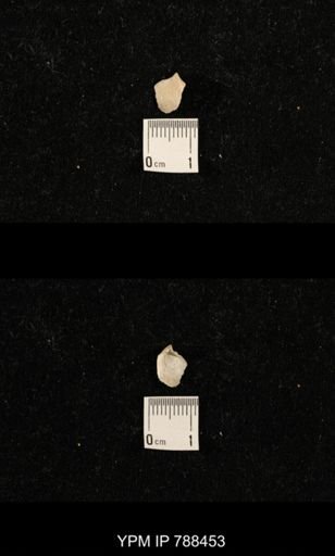 undet. Brachiopoda