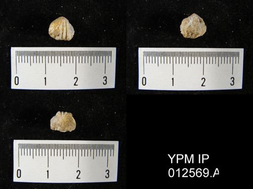 Pugnoides bidentatus