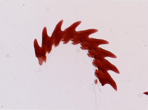 Flabellina salmonacea