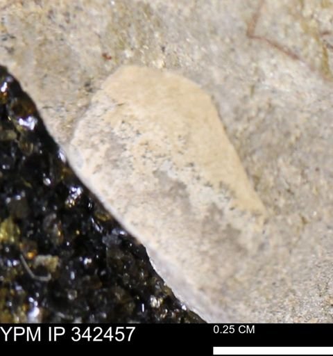 undet. Mollusca