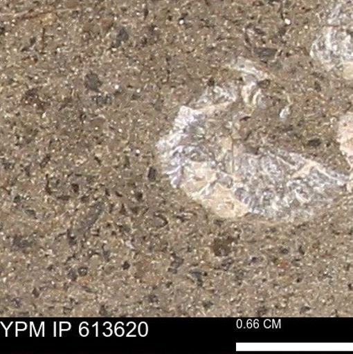 Scaphites sp.