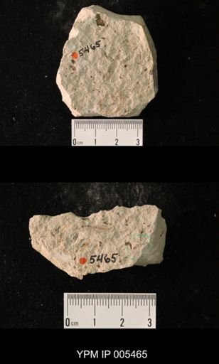 Misthodotes obtusus