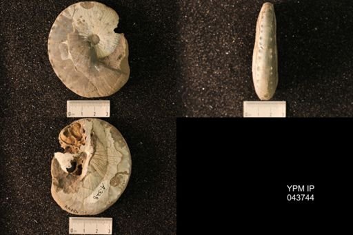 Hoploscaphites nicolletii
