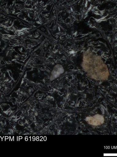 undet. Heterohelicidae
