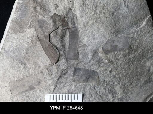 Eurypterida