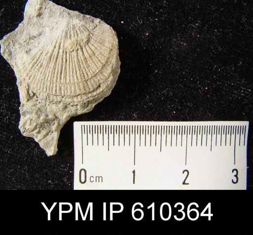 undet. Orthida