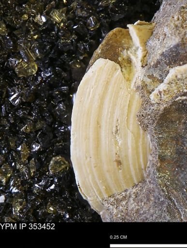 Limopsis striatopunctatus