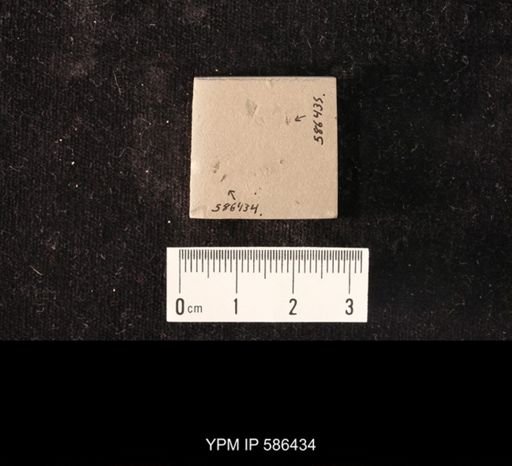 undet. Staphylinidae