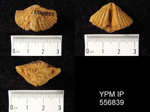 Cyrtina rostrata