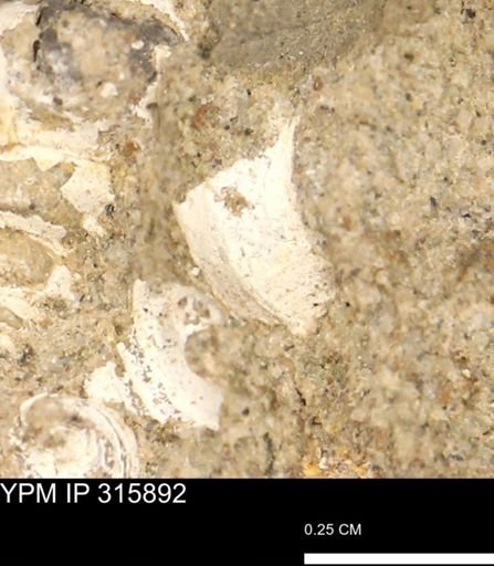 undet. Gastropoda