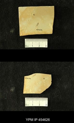 undet. Hemiptera