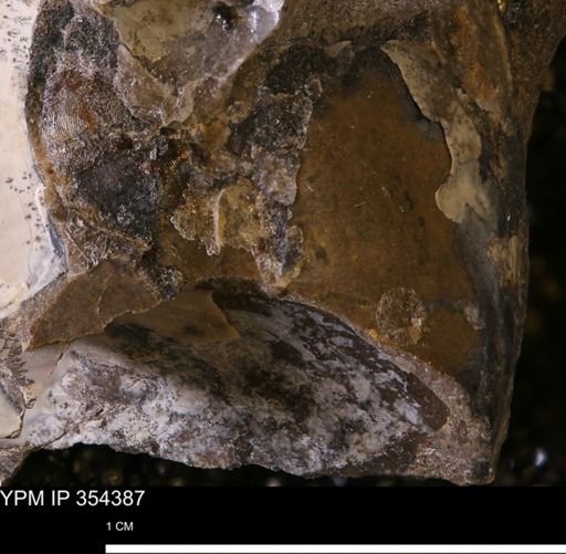 undet. Mollusca